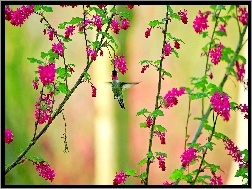 Kwiaty, Koliber, Gałązki